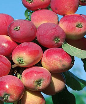 Яблоня «Бельфлер-китайка» в каталоге СЦ Корекозево