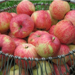 Миниатюра 2. Яблоня «Бельфлер-китайка» в каталоге СЦ Корекозево