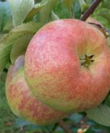 Яблоня «Богатырь» в каталоге СЦ Корекозево