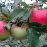 Миниатюра 2. Яблоня «Богатырь» в каталоге СЦ Корекозево