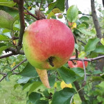 Миниатюра 3. Яблоня «Богатырь» в каталоге СЦ Корекозево