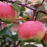 Миниатюра 4. Яблоня «Богатырь» в каталоге СЦ Корекозево