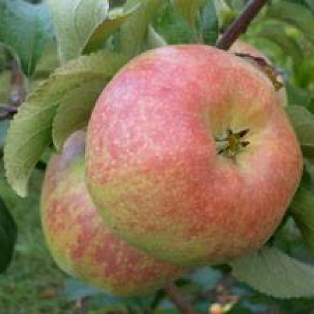 Фото 1. Яблоня «Богатырь» в каталоге СЦ Корекозево