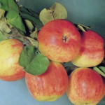 Миниатюра 4. Яблоня «Осеннее Полосатое» Штрифель в каталоге СЦ Корекозево