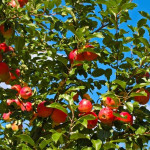 Миниатюра 2. Яблоня «Орлик» в каталоге СЦ Корекозево