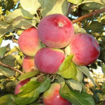 Миниатюра 3. Яблоня «Орлик» в каталоге СЦ Корекозево