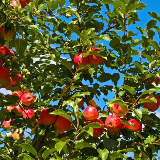 Фото 2. Яблоня «Орлик» в каталоге СЦ Корекозево