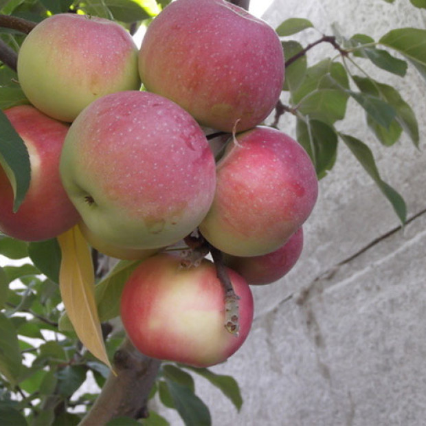 Фото 1. Яблоня «Лобо» в каталоге СЦ Корекозево