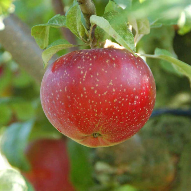 Фото 2. Яблоня «Лобо» в каталоге СЦ Корекозево