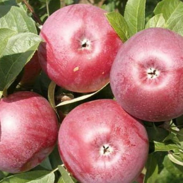 Фото 3. Яблоня «Лобо» в каталоге СЦ Корекозево