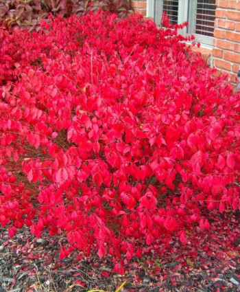 Бересклет крылатый в каталоге СЦ Корекозево