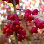 Миниатюра 3. Бересклет крылатый в каталоге СЦ Корекозево