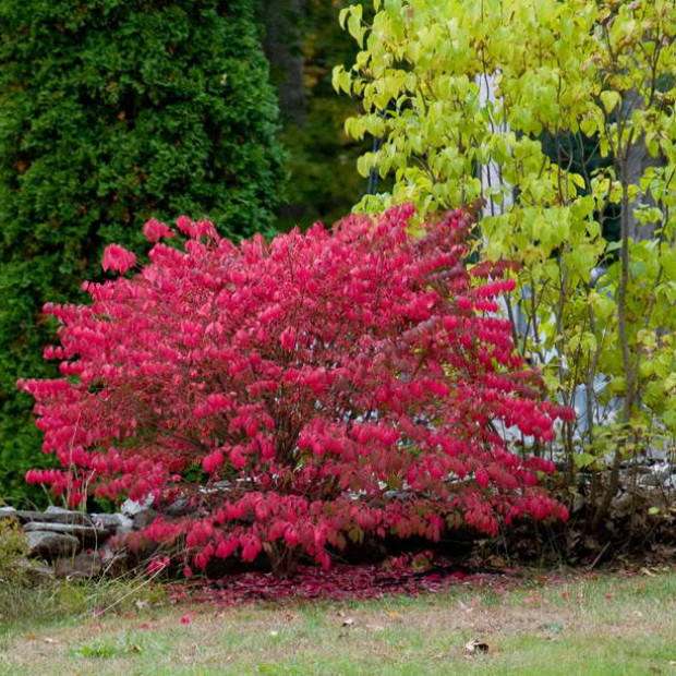 Фото 4. Бересклет крылатый в каталоге СЦ Корекозево