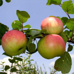 Миниатюра 4. Яблоня «Память воину» в каталоге СЦ Корекозево