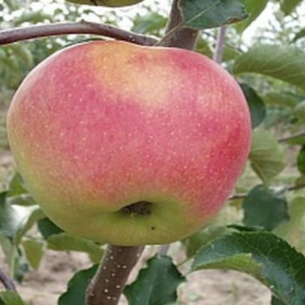 Фото 3. Яблоня «Память воину» в каталоге СЦ Корекозево