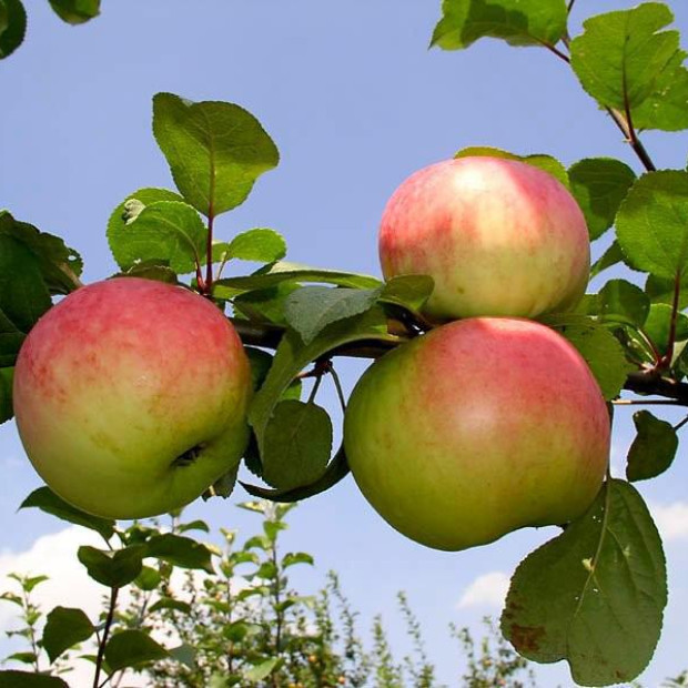 Фото 4. Яблоня «Память воину» в каталоге СЦ Корекозево