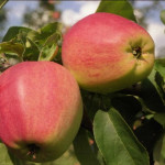 Миниатюра 3. Яблоня «Синап Орловский» в каталоге СЦ Корекозево