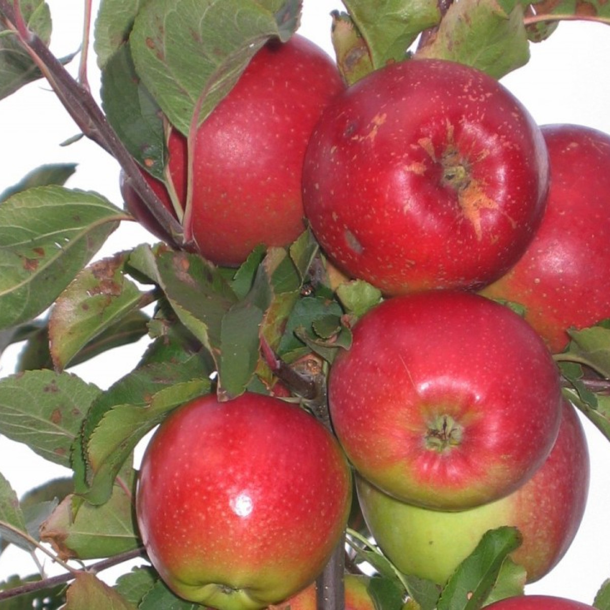 Яблоня «Лигол» в каталоге СЦ Корекозево