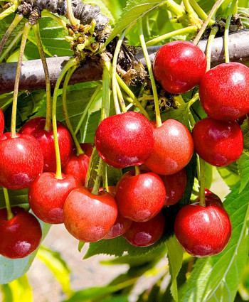 Черешня «Брянская розовая» в каталоге СЦ Корекозево