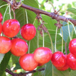 Миниатюра 4. Черешня «Брянская розовая» в каталоге СЦ Корекозево