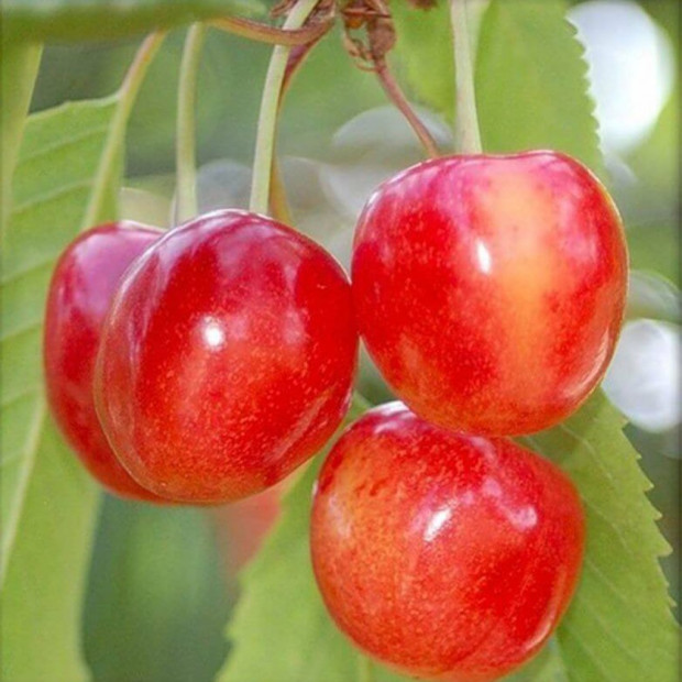 Фото 2. Черешня «Брянская розовая» в каталоге СЦ Корекозево