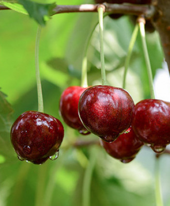 Черешня «Ипуть» в каталоге СЦ Корекозево