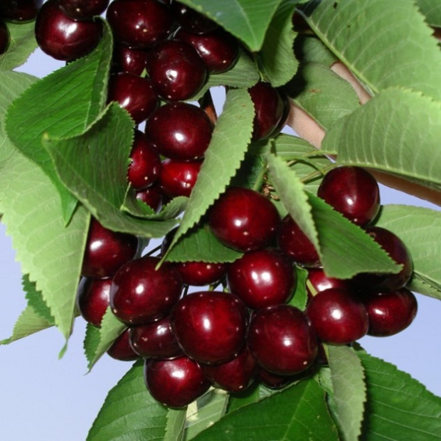 Фото 4. Черешня «Ипуть» в каталоге СЦ Корекозево