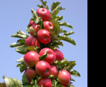Яблоня колоновидная «Московское ожерелье» в каталоге СЦ Корекозево