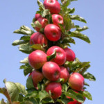 Миниатюра 1. Яблоня колоновидная «Московское ожерелье» в каталоге СЦ Корекозево