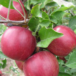 Миниатюра 2. Яблоня колоновидная «Московское ожерелье» в каталоге СЦ Корекозево