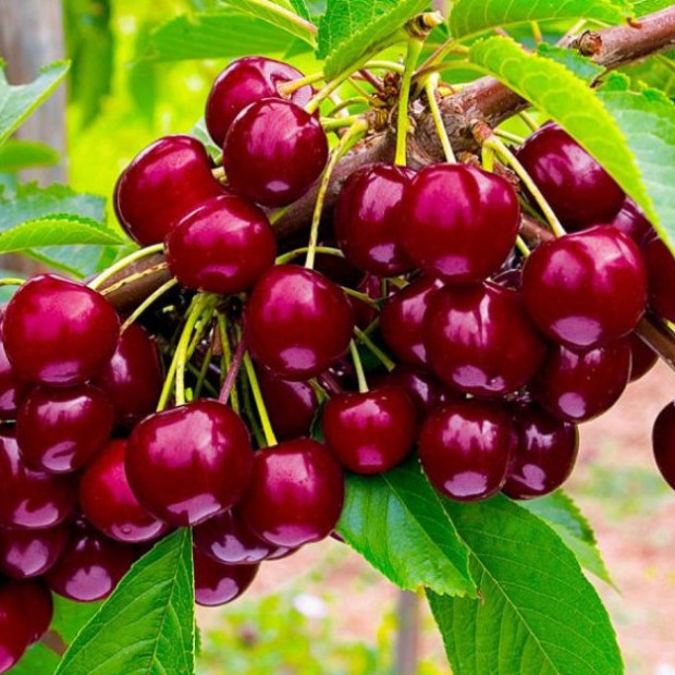 Фото 1. Черешня «Овстуженка» в каталоге СЦ Корекозево