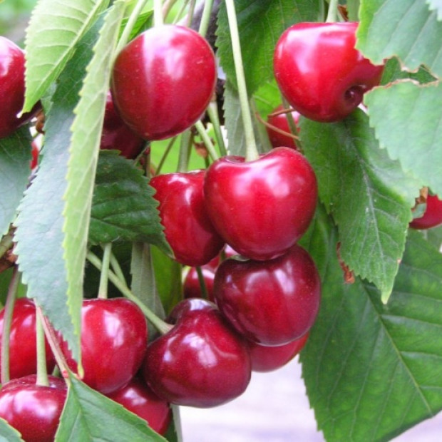 Фото 3. Черешня «Овстуженка» в каталоге СЦ Корекозево