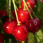 Миниатюра 1. Черешня «Ревна» в каталоге СЦ Корекозево