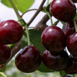 Миниатюра 3. Черешня «Ревна» в каталоге СЦ Корекозево