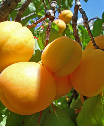 Абрикос «Десертный» в каталоге СЦ Корекозево