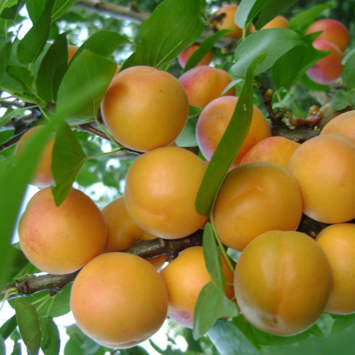 Абрикос «Погремок» в каталоге СЦ Корекозево