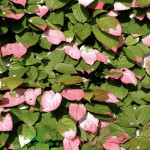 Миниатюра 3. Актинидия «Адам» в каталоге СЦ Корекозево