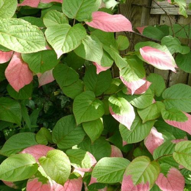 Фото 4. Актинидия «Адам» в каталоге СЦ Корекозево