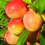 Миниатюра 1. Алыча 