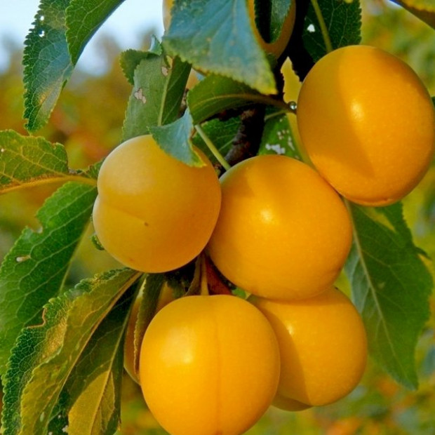 Фото 1. Алыча 