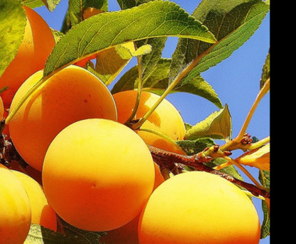 Алыча Царская в каталоге СЦ Корекозево