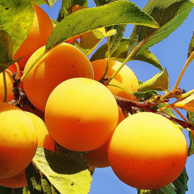 Фото 1. Алыча 