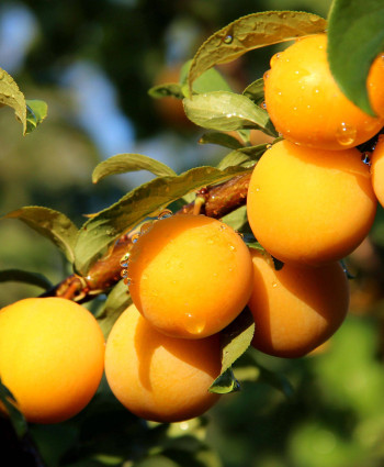 Алыча Ветразь в каталоге СЦ Корекозево