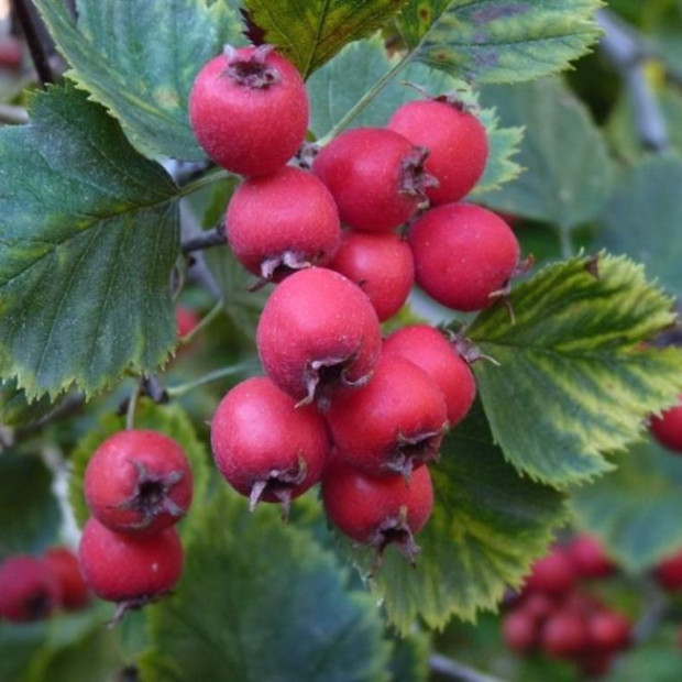 Фото 1. Боярышник «Арнольда» в каталоге СЦ Корекозево