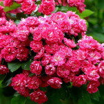 Миниатюра 1. Боярышник «Пауль Скарлет» в каталоге СЦ Корекозево