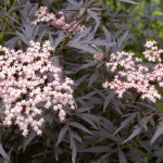 Миниатюра 2. Бузина черная 