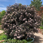 Миниатюра 3. Бузина черная 