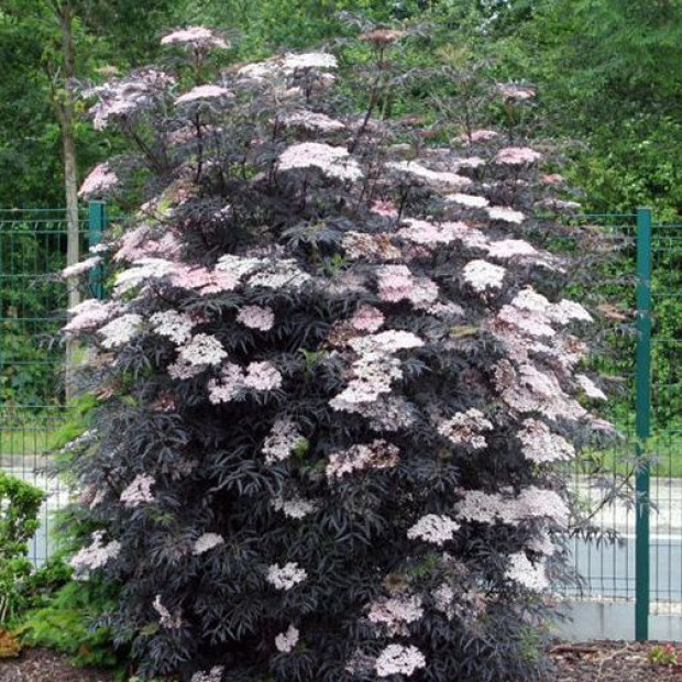 Фото 1. Бузина черная 