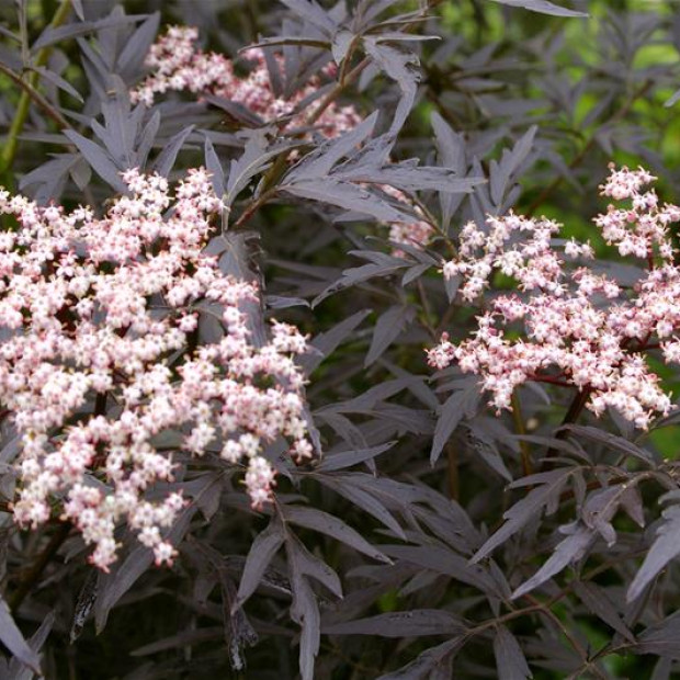 Фото 2. Бузина черная 