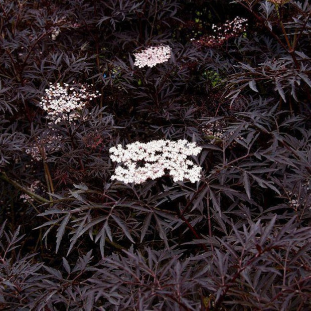 Фото 4. Бузина черная 